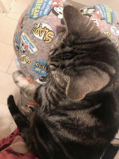 怒った 猫 ヒザ 降りない 顔