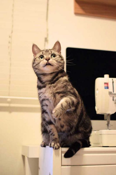 怒った 猫 ヒザ 降りない 顔