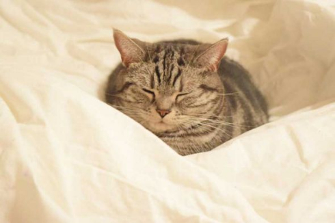 怒った 猫 ヒザ 降りない 顔