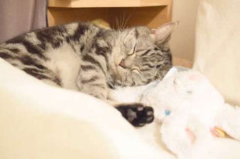 怒った 猫 ヒザ 降りない 顔