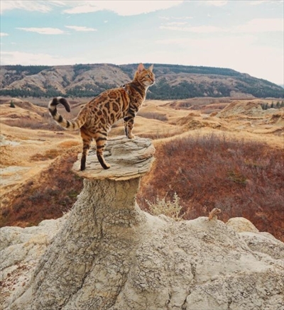 ベンガルキャット・Suki