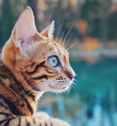 ベンガルキャット・Suki