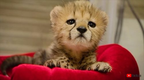 サンディエゴ動物園チーター