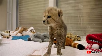 サンディエゴ動物園チーター