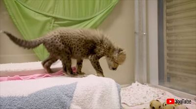 サンディエゴ動物園チーター