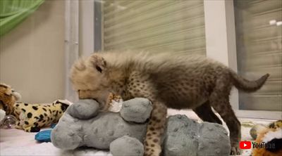 サンディエゴ動物園チーター