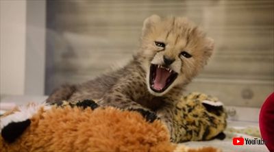 サンディエゴ動物園チーター