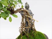 仏像盆栽〜十二神将シリーズ〜