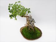 仏像盆栽〜十二神将シリーズ〜