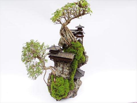 CLIFF BONSAI 断崖盆栽