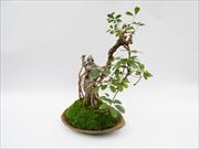 仏像盆栽〜十二神将シリーズ〜