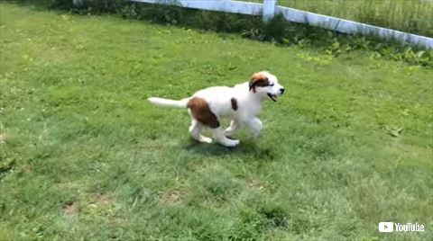 犬