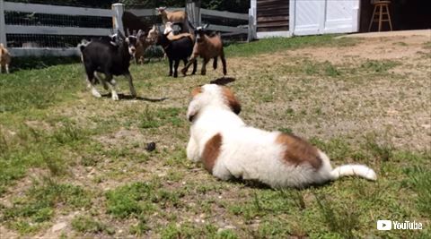 犬
