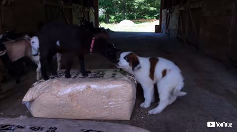 犬