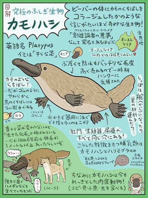 図解 なんかへんな生きもの