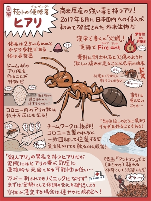 図解 なんかへんな生きもの