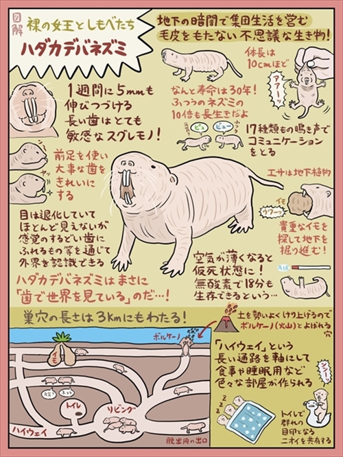 図解 なんかへんな生きもの