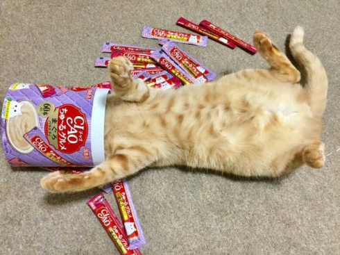 猫 何にでも入る 突っ込む 顔