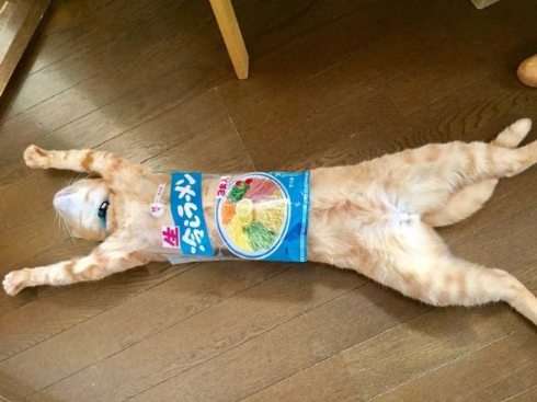 猫 何にでも入る 突っ込む 顔