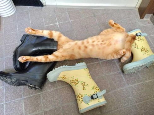 猫 何にでも入る 突っ込む 顔