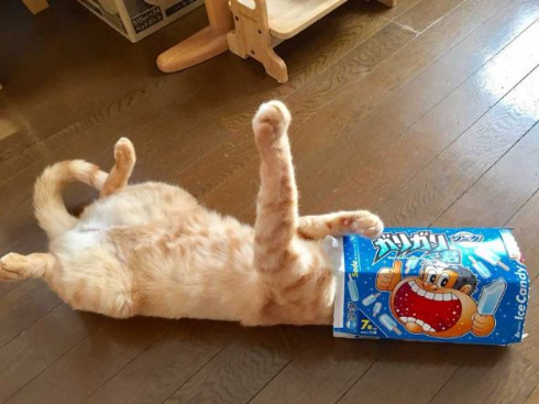 猫 何にでも入る 突っ込む 顔