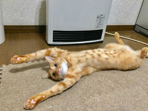 猫 何にでも入る 突っ込む 顔