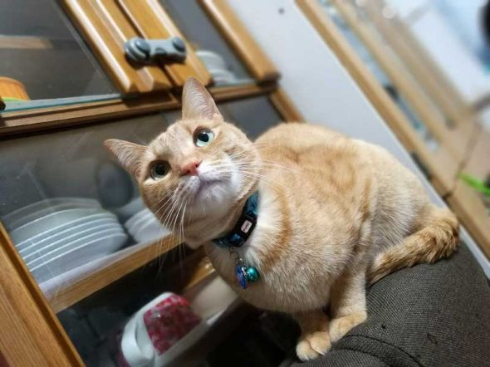 猫 何にでも入る 突っ込む 顔