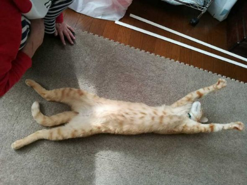 猫 何にでも入る 突っ込む 顔