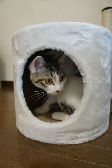 東大ラノベ作家の悲劇　猫