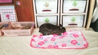 シャルルちゃん