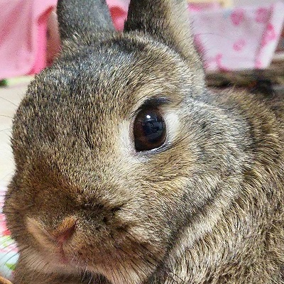 シャルルちゃん