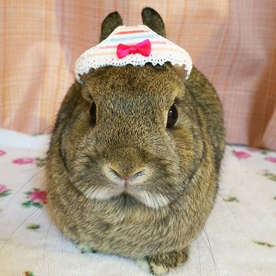 シャルルちゃん