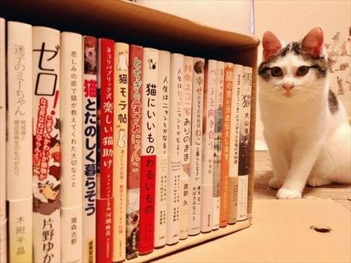 ねこ本カフェ