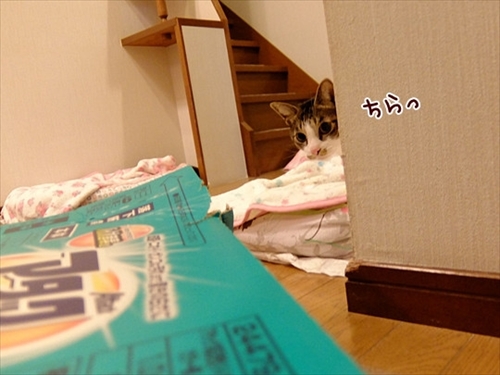 柴犬ひかりといちごと猫ミルキー