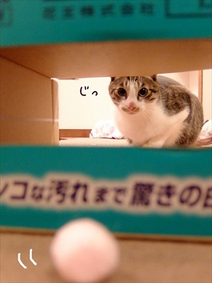 柴犬ひかりといちごと猫ミルキー