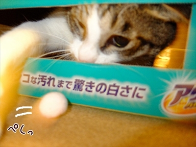 柴犬ひかりといちごと猫ミルキー