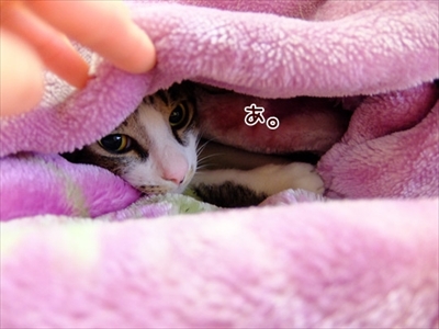 柴犬ひかりといちごと猫ミルキー