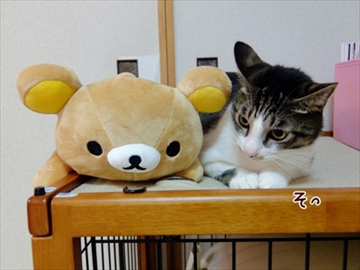 柴犬ひかりといちごと猫ミルキー