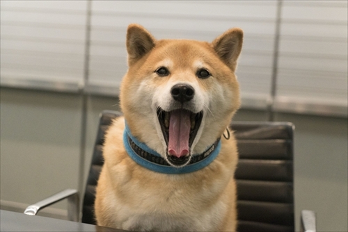 アドビ特命宣伝部長柴犬まる
