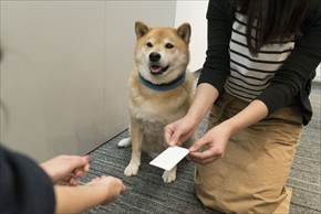 アドビ特命宣伝部長柴犬まる
