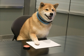 アドビ特命宣伝部長柴犬まる