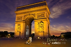 アドビ特命宣伝部長柴犬まる