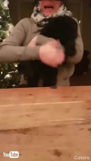犬のお尻