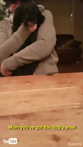 犬のお尻