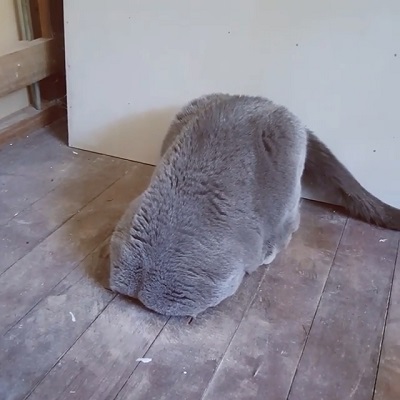 ローストチキン猫