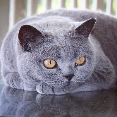 ローストチキン猫