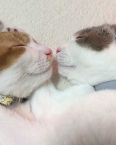 猫 双子 仲良し ハグ