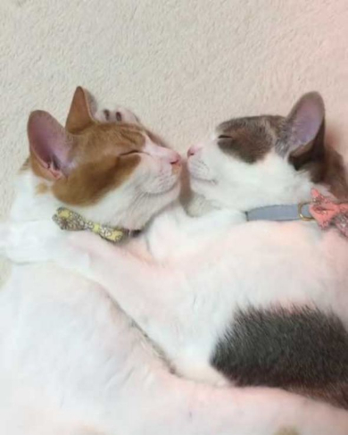 猫 双子 仲良し ハグ