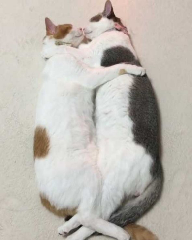 猫 双子 仲良し ハグ
