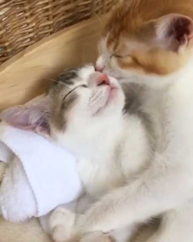 猫 双子 仲良し ハグ